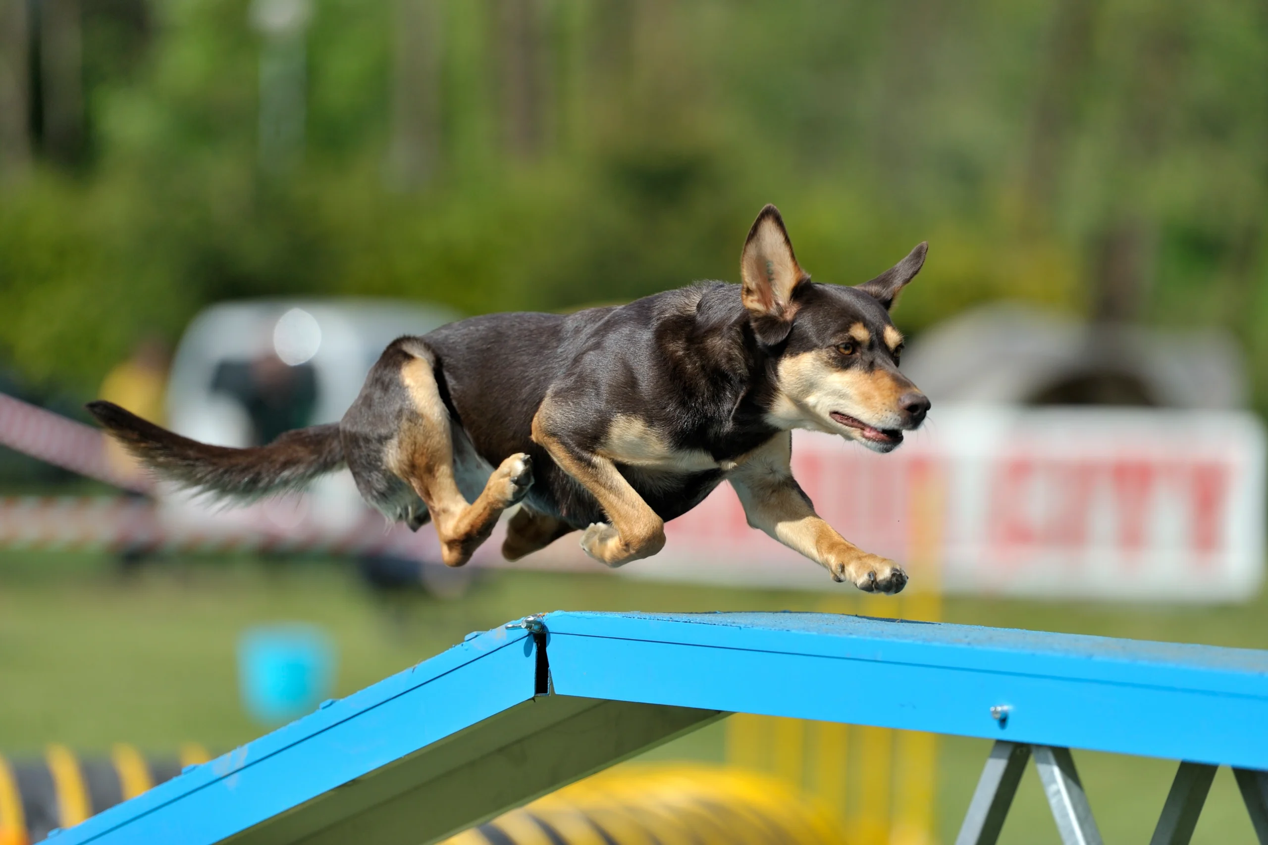 australian kelpie running on blue colored board