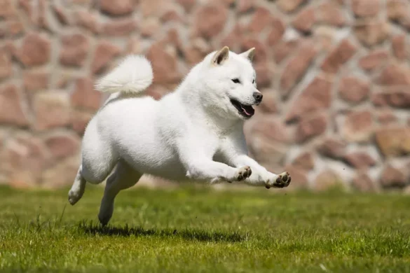 hokkaido white hokkaido inu running on the grass field
