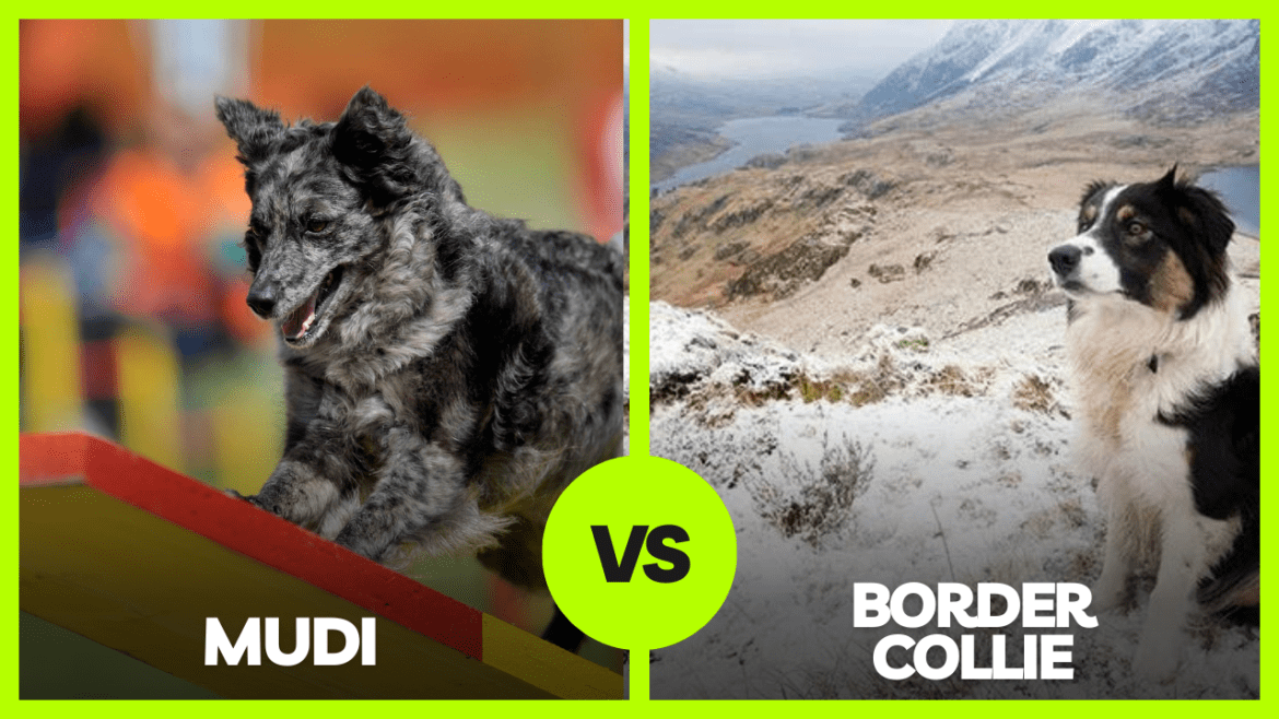 mudi vs bordercolllie