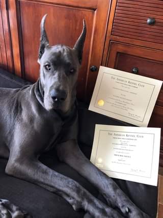 Black colored great dane with canine Good Citizen Certification