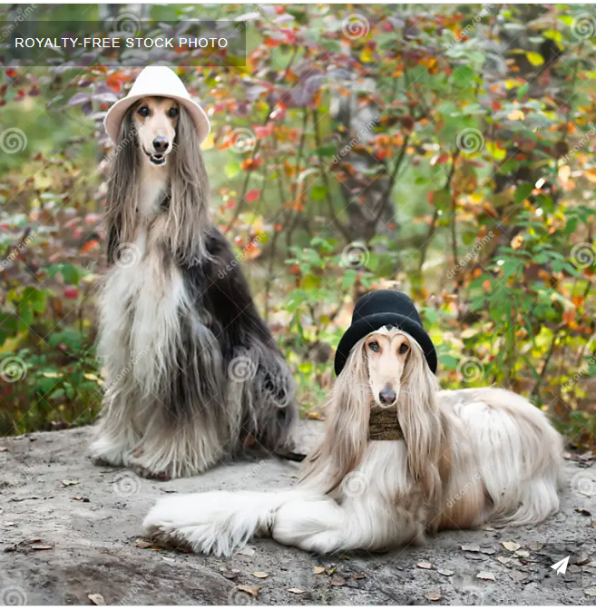 portrait-two-afghan-greyhounds-beautiful-dog-show-appearance-beauty-salon-grooming-care-hairstyles-dogs-stylist-