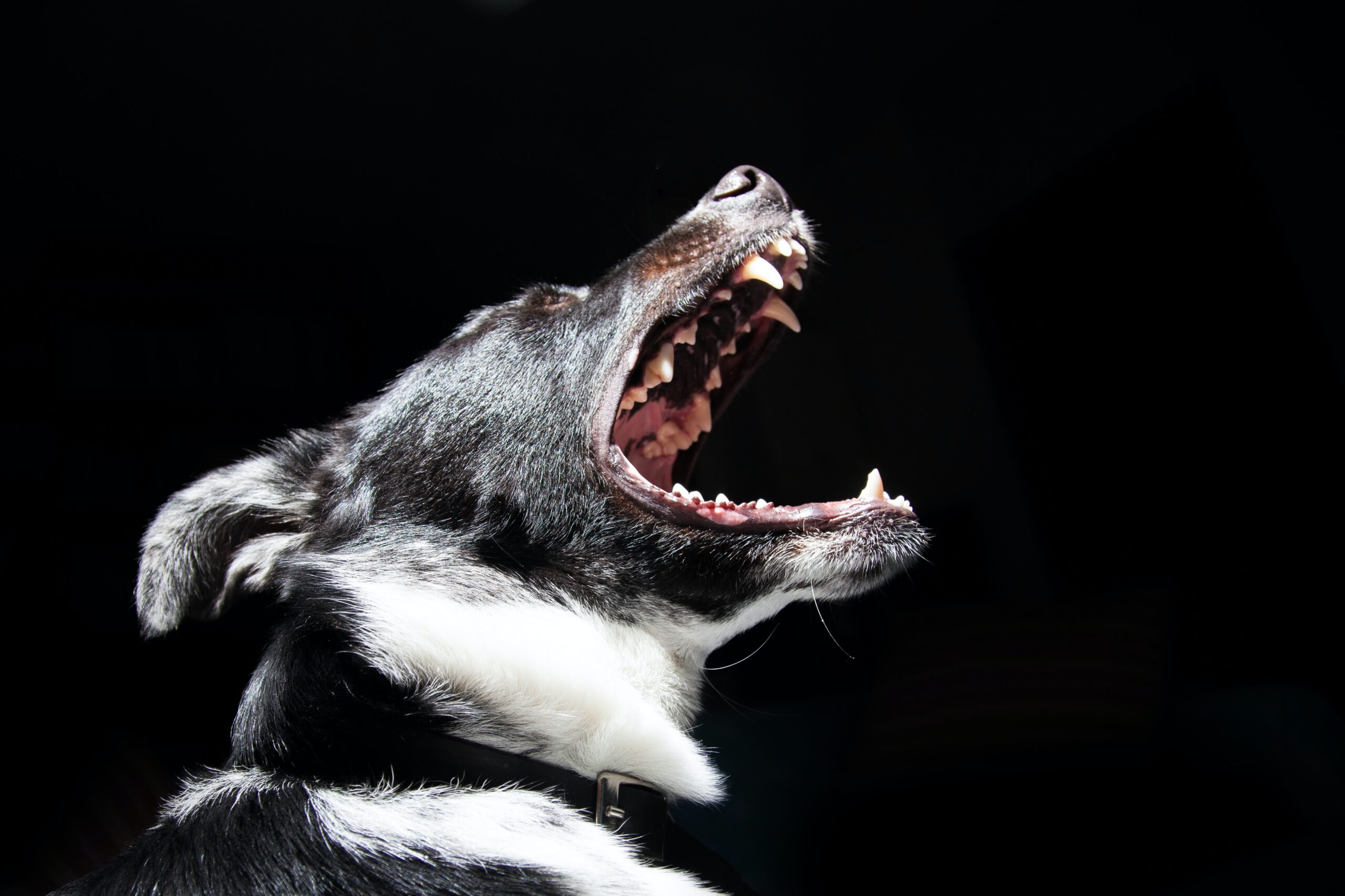black and white dog growling with his mouth open