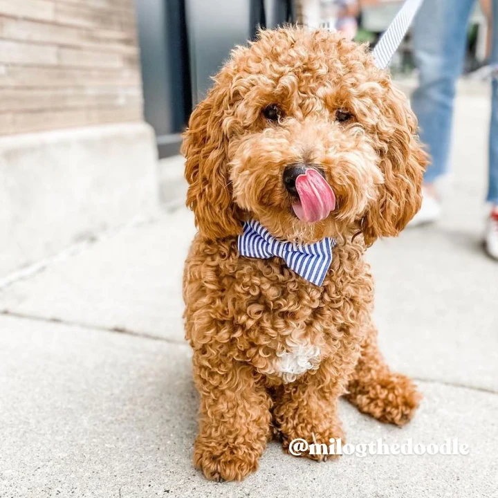 best-collar-with-bow-for-small-dogs