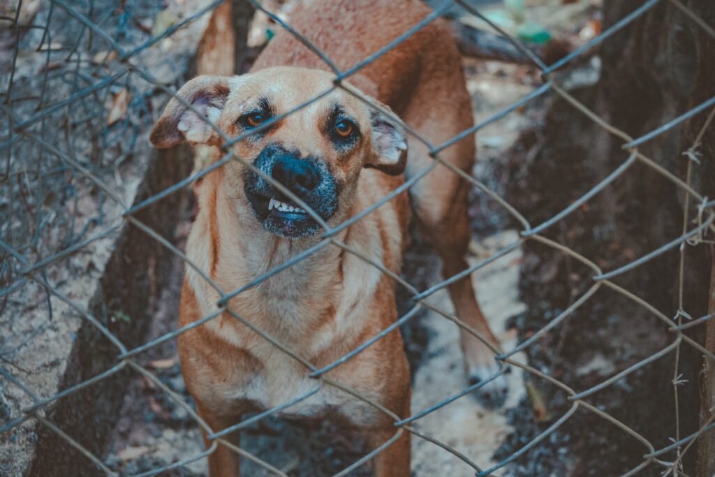 dog standing behind the fence