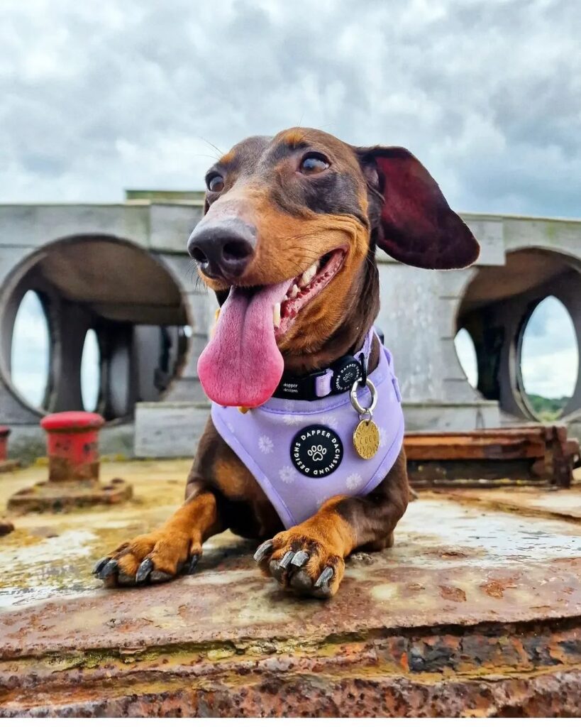 dapper dachshund wearing scarf with his tongue outside his mouth