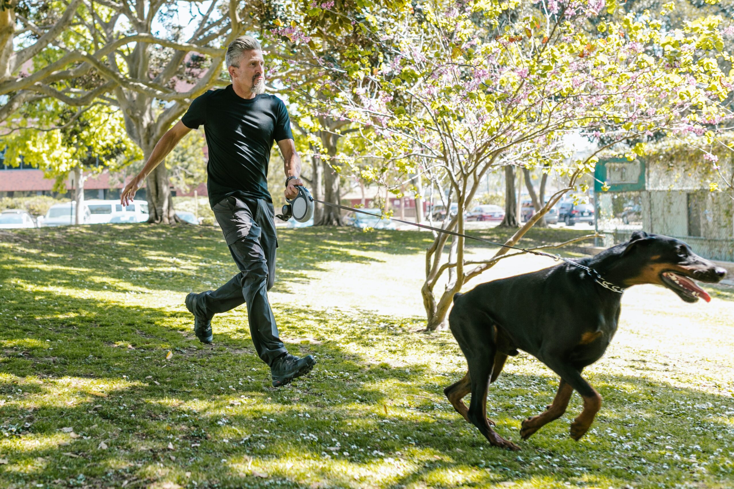doberman running in a park with a leash in his owner hand