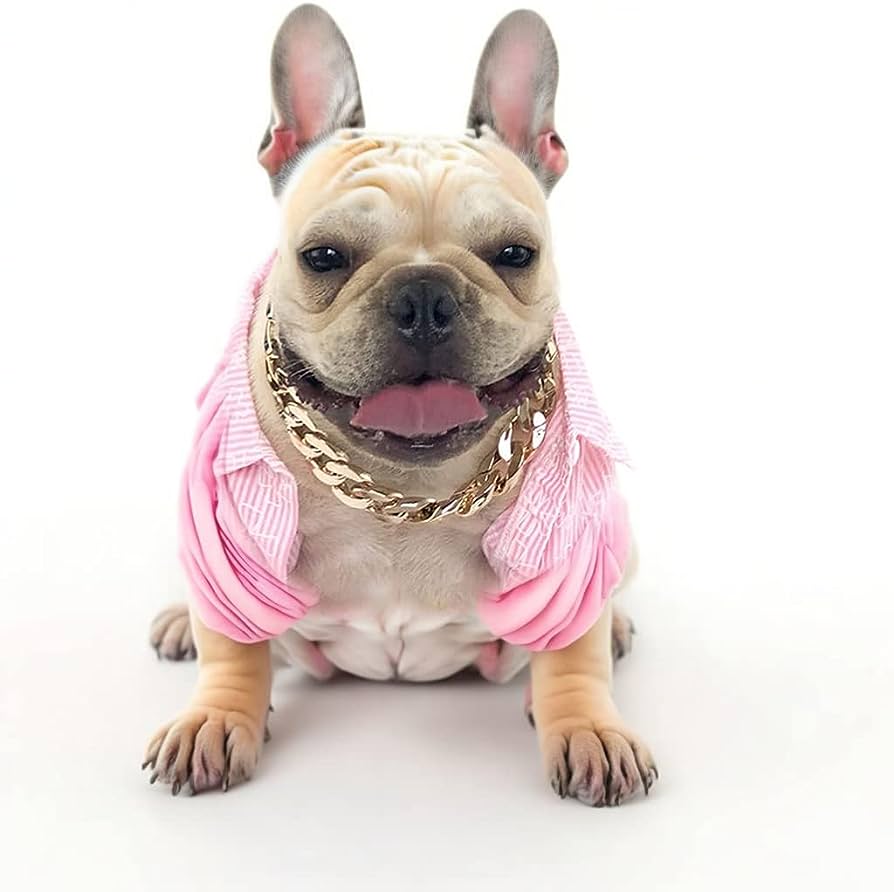 french bulldog with scarves and collar chain