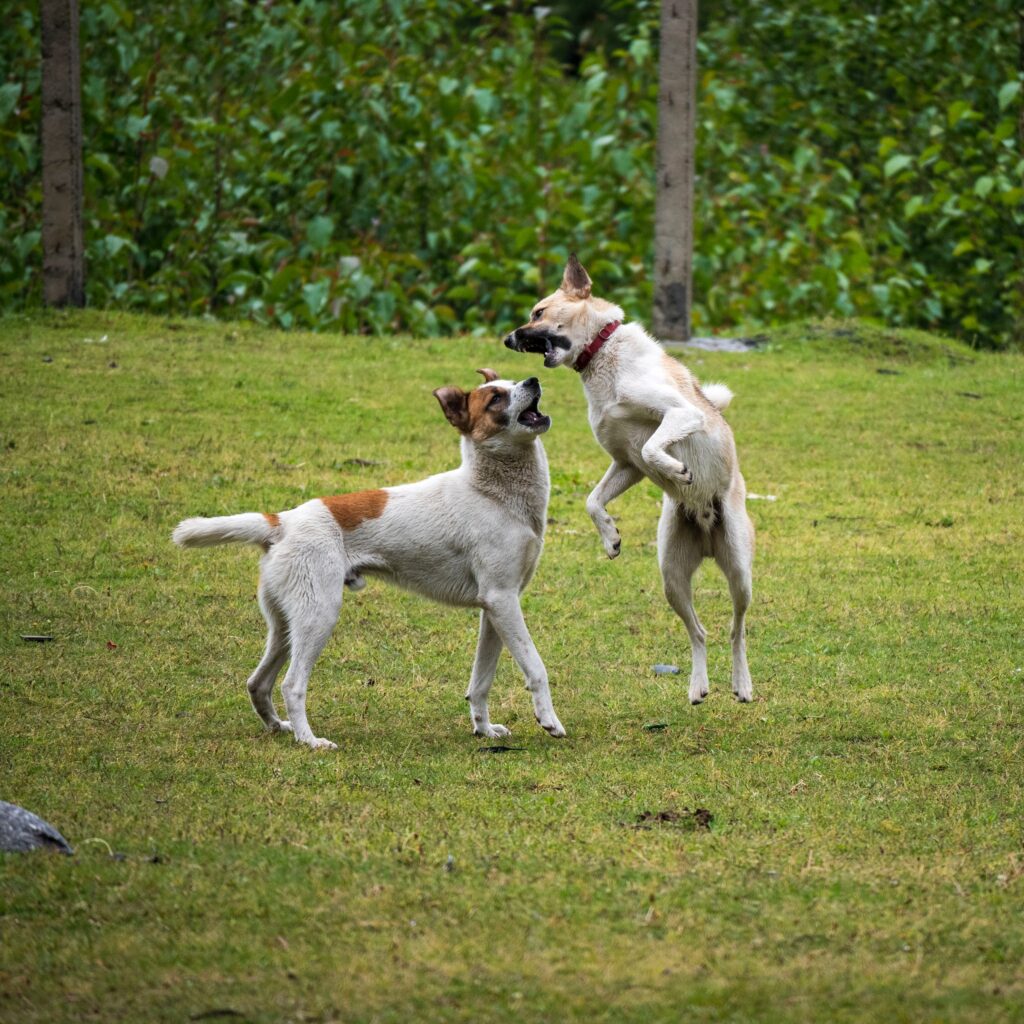two dogs fighting in a park