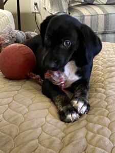 schnoodle and ball