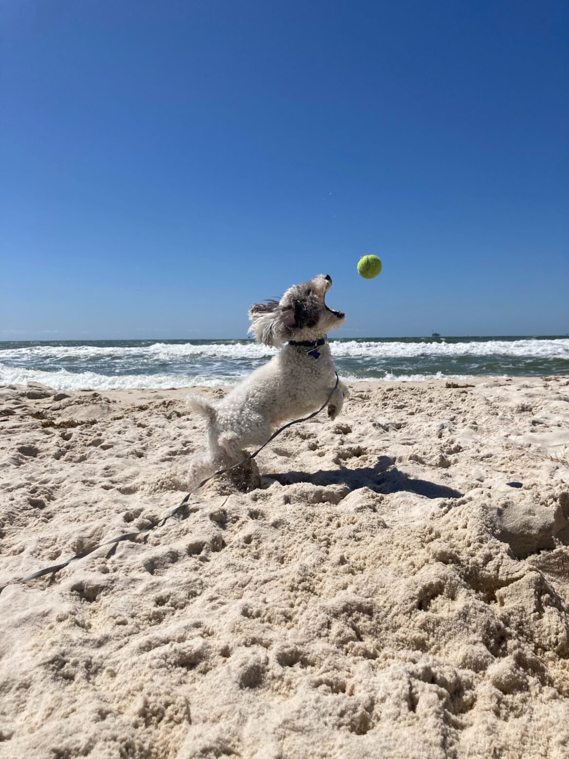 schnoodle playing with ball